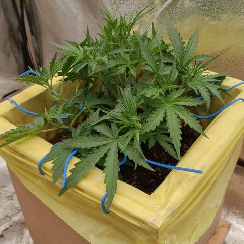 Wedding Cake #2 growlog timeline photo