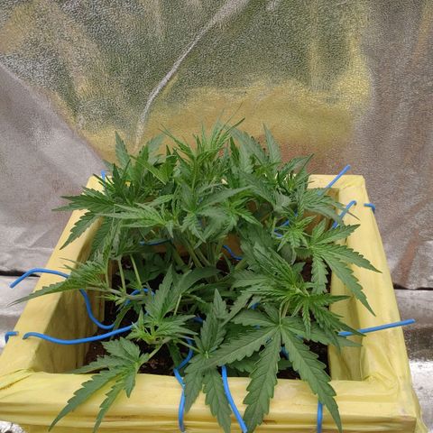 Wedding Cake #2 growlog timeline photo