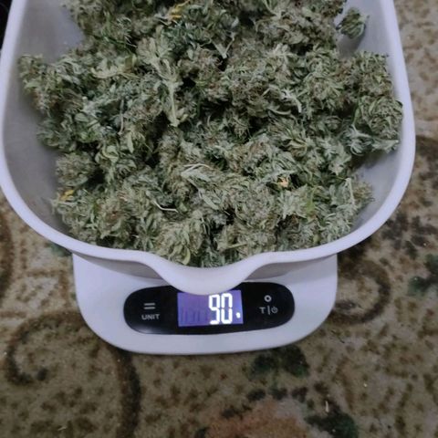 Purple Queen Automatic growlog timeline photo