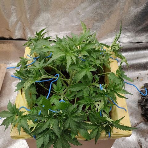 Wedding Cake #1 growlog timeline photo