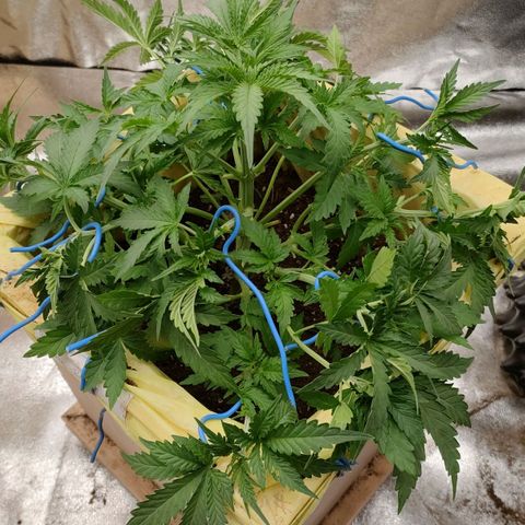 Wedding Cake #1 growlog timeline photo