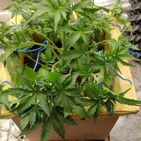 Wedding Cake #1 growlog timeline photo
