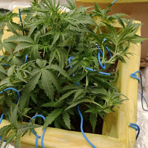 Wedding Cake #2 growlog timeline photo