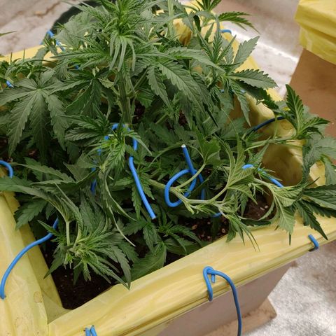 Wedding Cake #2 growlog timeline photo