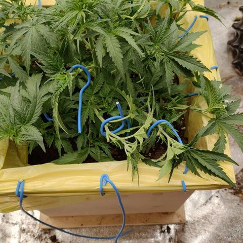 Wedding Cake #2 growlog timeline photo