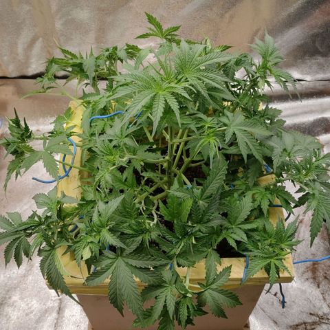 Wedding Cake #1 growlog timeline photo