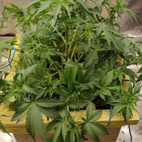 Wedding Cake #1 growlog timeline photo
