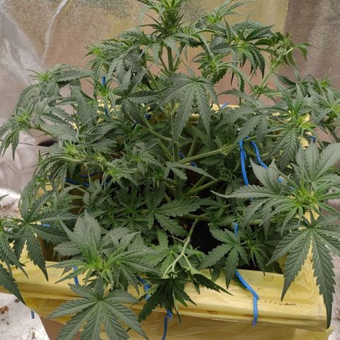 Wedding Cake #2 growlog timeline photo