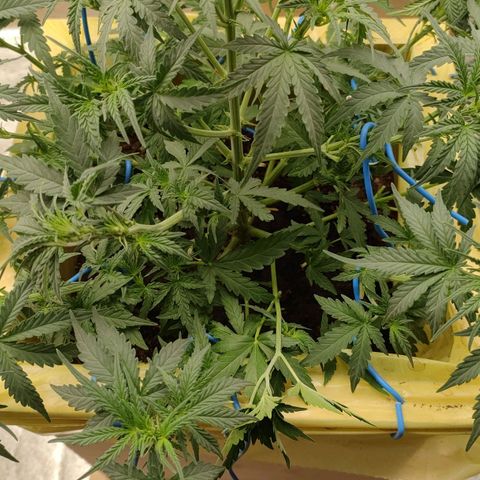 Wedding Cake #2 growlog timeline photo