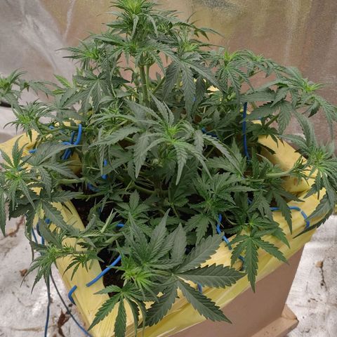 Wedding Cake #2 growlog timeline photo