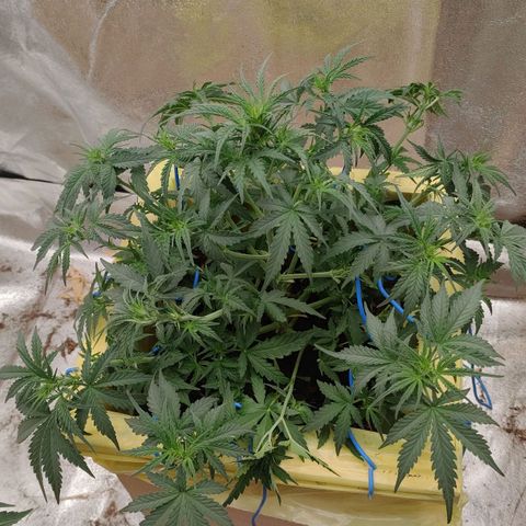 Wedding Cake #2 growlog timeline photo
