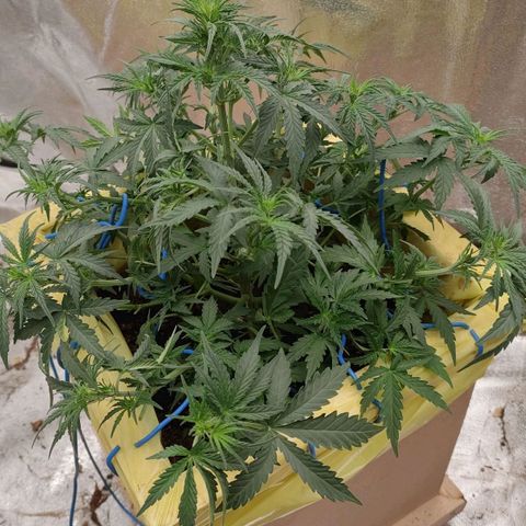 Wedding Cake #2 growlog timeline photo