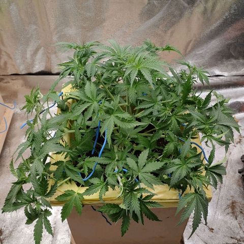 Wedding Cake #1 growlog timeline photo