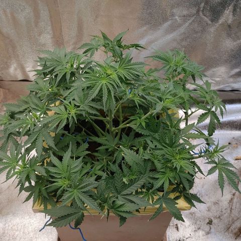 Wedding Cake #1 growlog timeline photo
