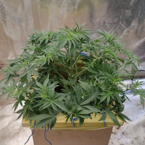 Wedding Cake #1 growlog timeline photo