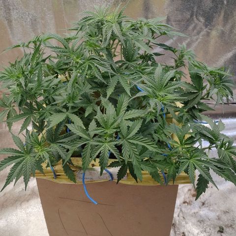 Wedding Cake #1 growlog timeline photo