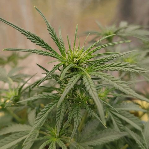 Wedding Cake #2 growlog timeline photo