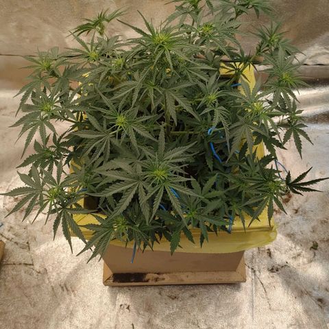 Wedding Cake #2 growlog timeline photo