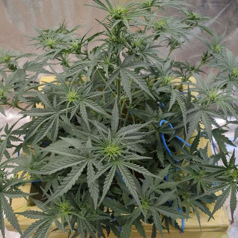 Wedding Cake #2 growlog timeline photo