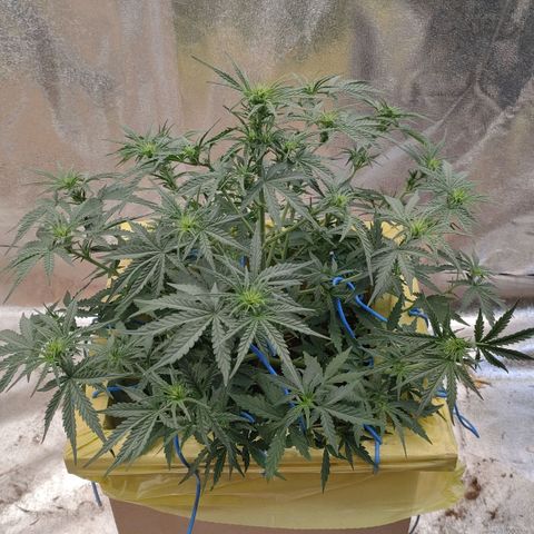Wedding Cake #2 growlog timeline photo