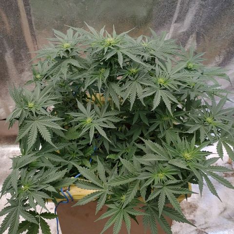 Wedding Cake #1 growlog timeline photo
