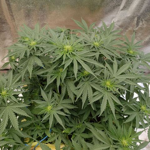Wedding Cake #1 growlog timeline photo