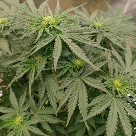 Wedding Cake #1 growlog timeline photo