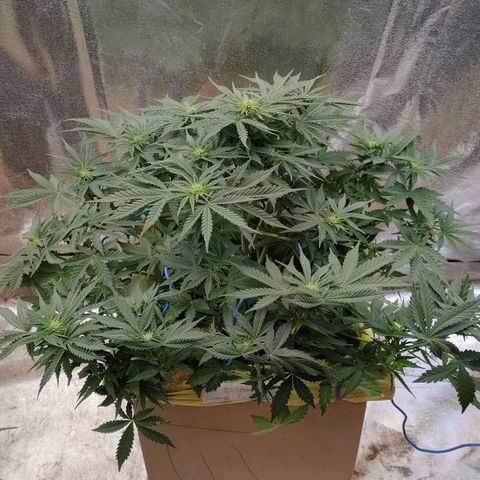 Wedding Cake #1 growlog timeline photo