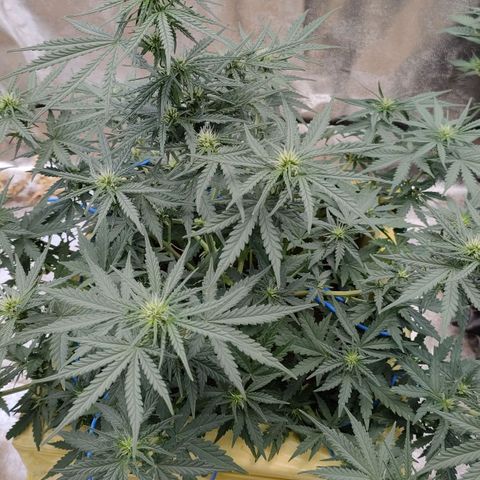 Wedding Cake #2 growlog timeline photo