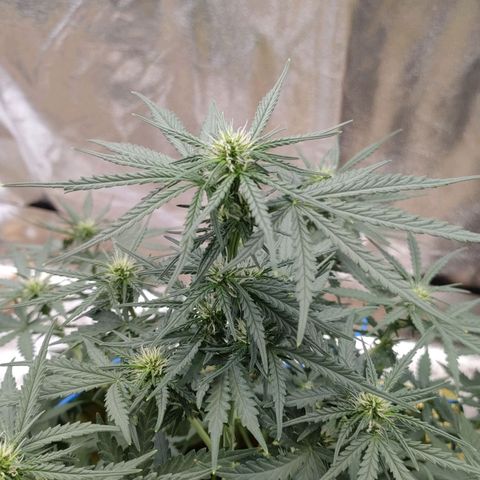 Wedding Cake #2 growlog timeline photo