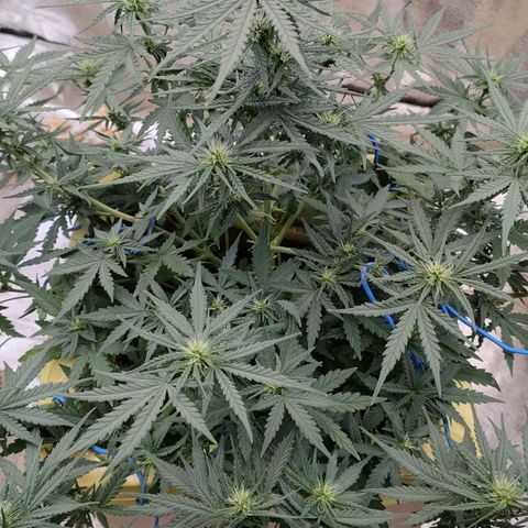 Wedding Cake #2 growlog timeline photo