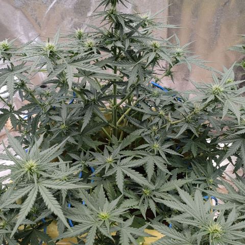 Wedding Cake #2 growlog timeline photo