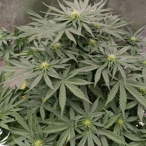 Wedding Cake #2 growlog timeline photo
