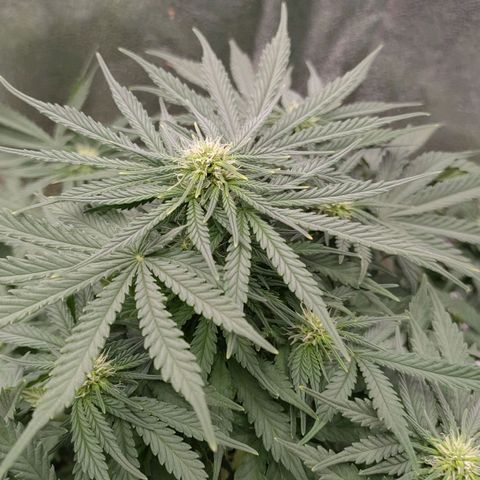 Wedding Cake #2 growlog timeline photo