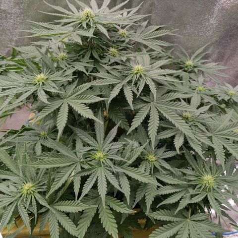 Wedding Cake #2 growlog timeline photo