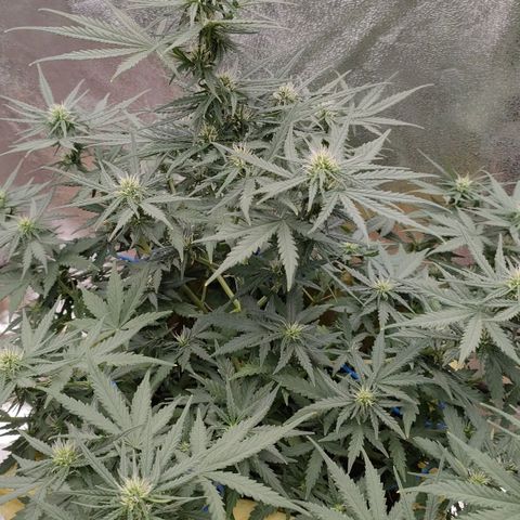 Wedding Cake #1 growlog timeline photo