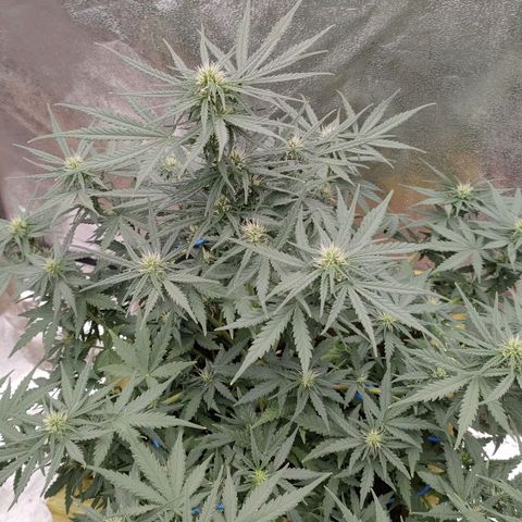 Wedding Cake #1 growlog timeline photo