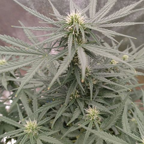 Wedding Cake #1 growlog timeline photo