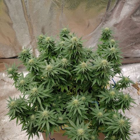 Wedding Cake #1 growlog timeline photo