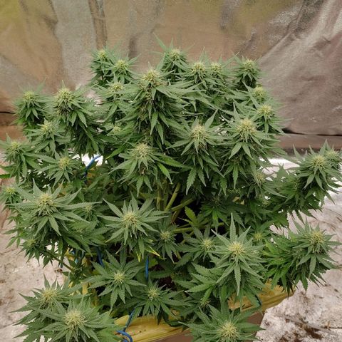 Wedding Cake #1 growlog timeline photo