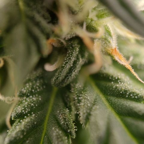 Wedding Cake #1 growlog timeline photo
