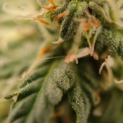 Wedding Cake #1 growlog timeline photo
