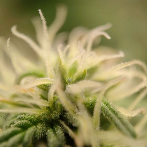 Wedding Cake #1 growlog timeline photo