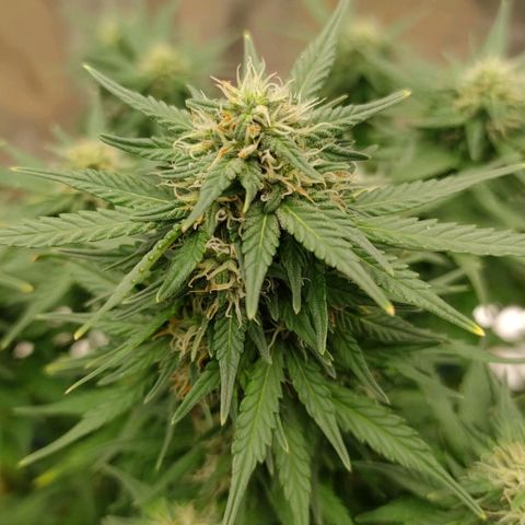 Wedding Cake #1 growlog timeline photo