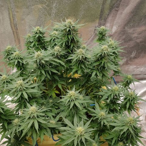 Wedding Cake #1 growlog timeline photo