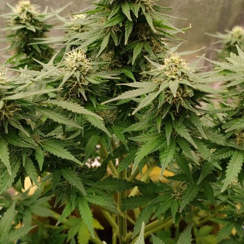 Wedding Cake #1 growlog timeline photo