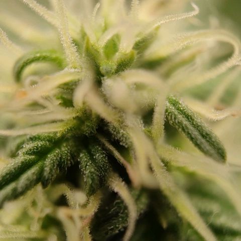 Wedding Cake #1 growlog timeline photo