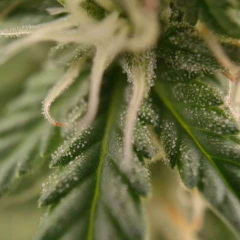 Wedding Cake #1 growlog timeline photo