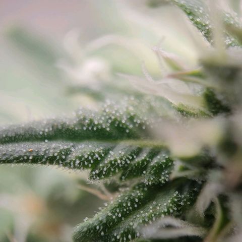 Wedding Cake #2 growlog timeline photo
