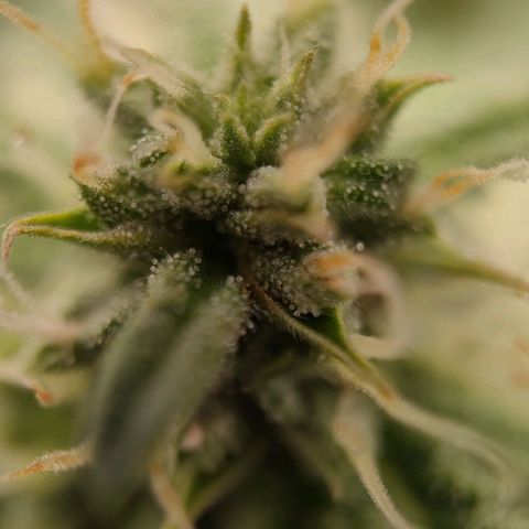 Wedding Cake #2 growlog timeline photo